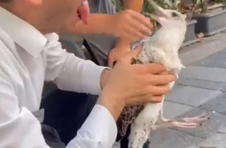 GULL-IBLE TRAVAILS: Seagull Tries To Rip Out Man’s Tongue