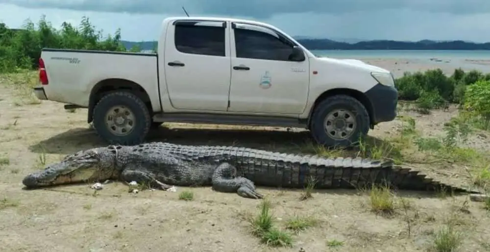 Read more about the article MAN EATER: Croc That Attacked Dad And Ate Toddler In Boat Is Caught And Killed
