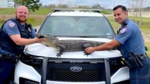 Read more about the article SEE YA LATER, GATOR: Texas Police Remove Trespassing Alligator From Business