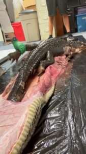 Read more about the article BALLY FULL: Whole Five-Foot Alligator Found Inside Burmese Python