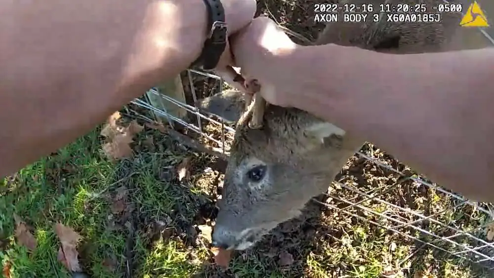 Read more about the article DEER ME: Police Sergeant Saves Young Buck Deer Stuck In Fence