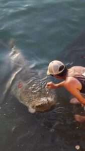 Read more about the article FISHY BUSINESS: Man Risks Being Dragged Underwater As He Feeds A Giant Queensland Grouper