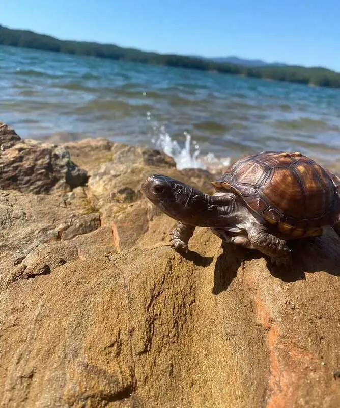 Read more about the article SHELL WE DANCE? Pet Turtle Goes Viral For Slick Dancing Moves