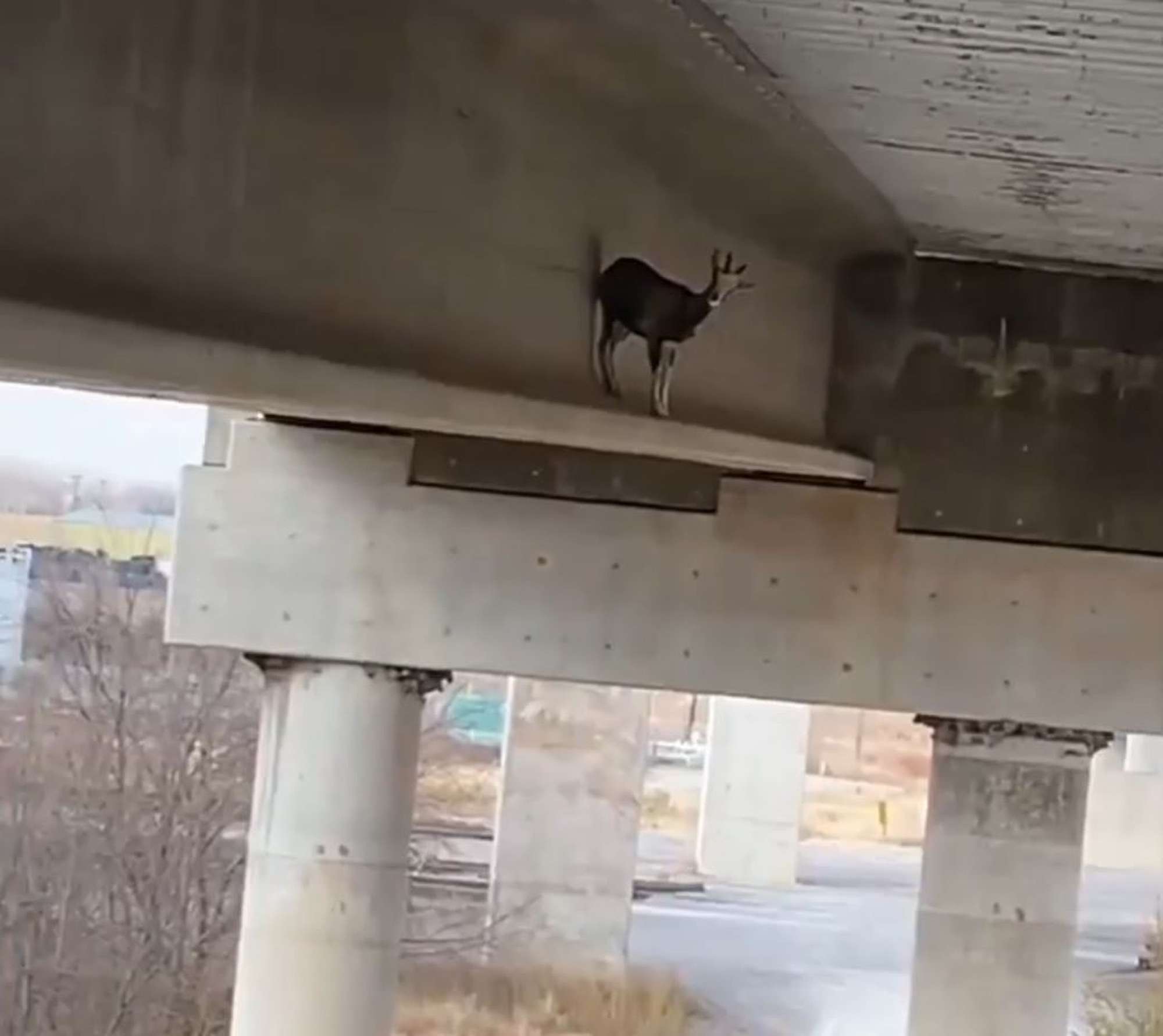 Read more about the article GOAT ME THERE: Thief Goat Caught After Two-Week Pursuit