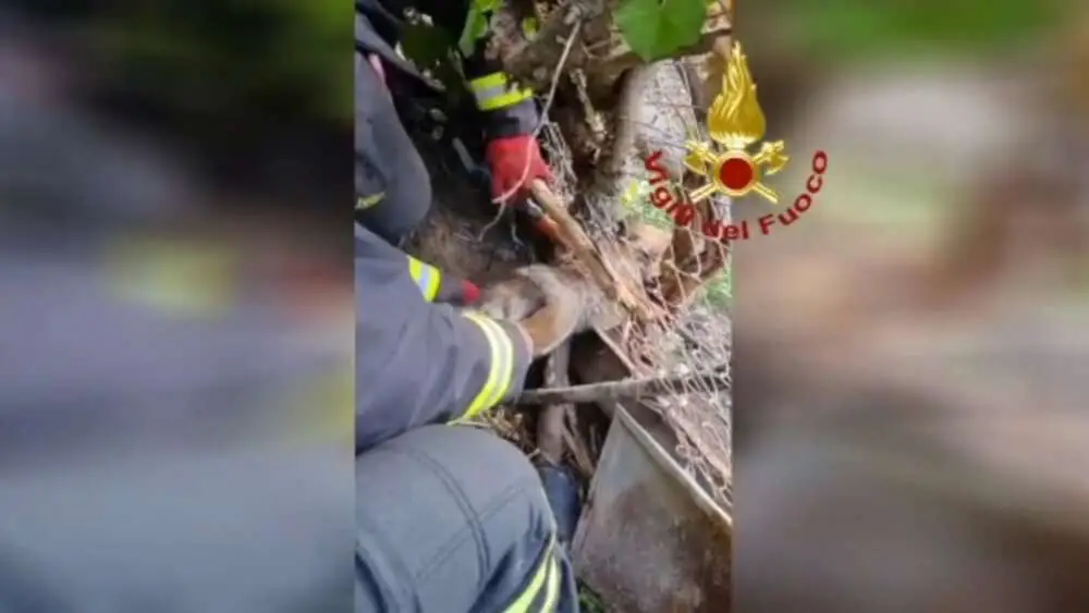 Read more about the article SET FUR-EE: Italian Firemen Rescue Fox Stuck In A Wired Fence