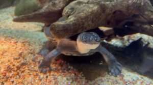 Read more about the article NECKY EATER: Snake-Necked Turtle Exercises Its Neck While Feeding