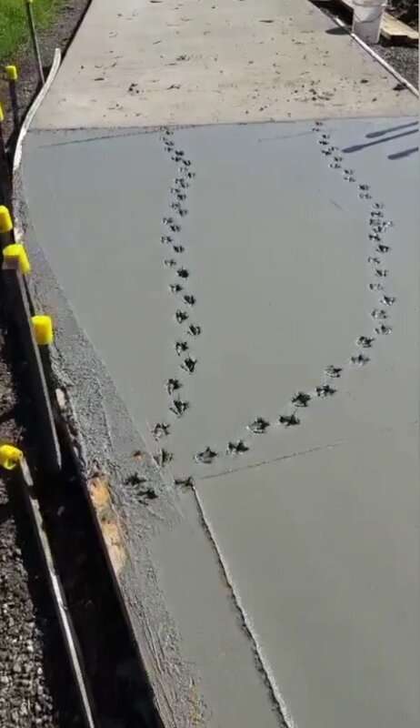 Read more about the article BRIEF: QUACK ON THEIR FEET: Ducks Leave Tracks On Freshly Cemented Pavement