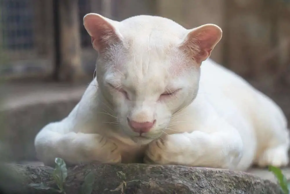 Read more about the article WHITE LEOPARDUS: World’s First Albino Ocelot Found In The Wild Gets New Home In Zoo