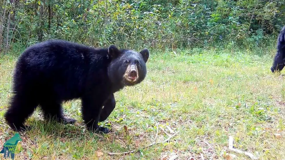 Read more about the article BEAR NECCESITIES: Bear Cub Adjusts Trail Camera With Surprisingly Good Close-Up Footage Of Wildlife