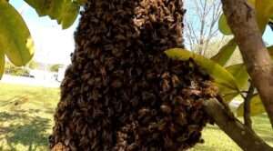 Read more about the article TO BEE OR NOT TO BEE RELATED: South African Man Killed By Swarm Of Bees He Believed To Be His Ancestors