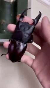 Read more about the article A BUG’S NEW LIFE: Astonishing Time-Lapse Video Reveals Stag Beetle Hatching
