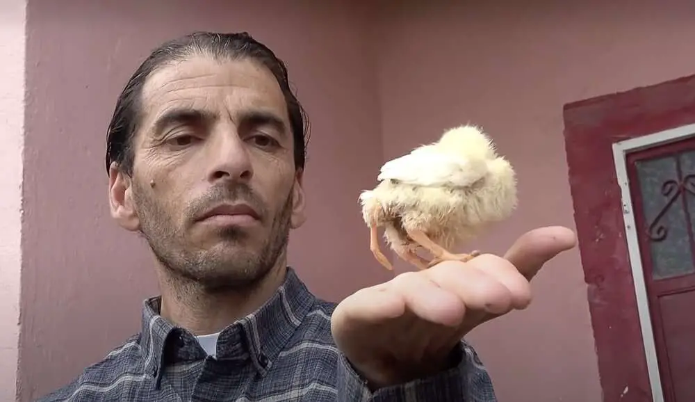 Read more about the article EXTRA DRUMSTICK: Three-Legged Chick Is Online Star In Turkey￼