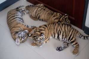 Read more about the article SLEEPING BEAUTIES: Rescued Tiger Cubs Found Underweight Now Have Round Bellies