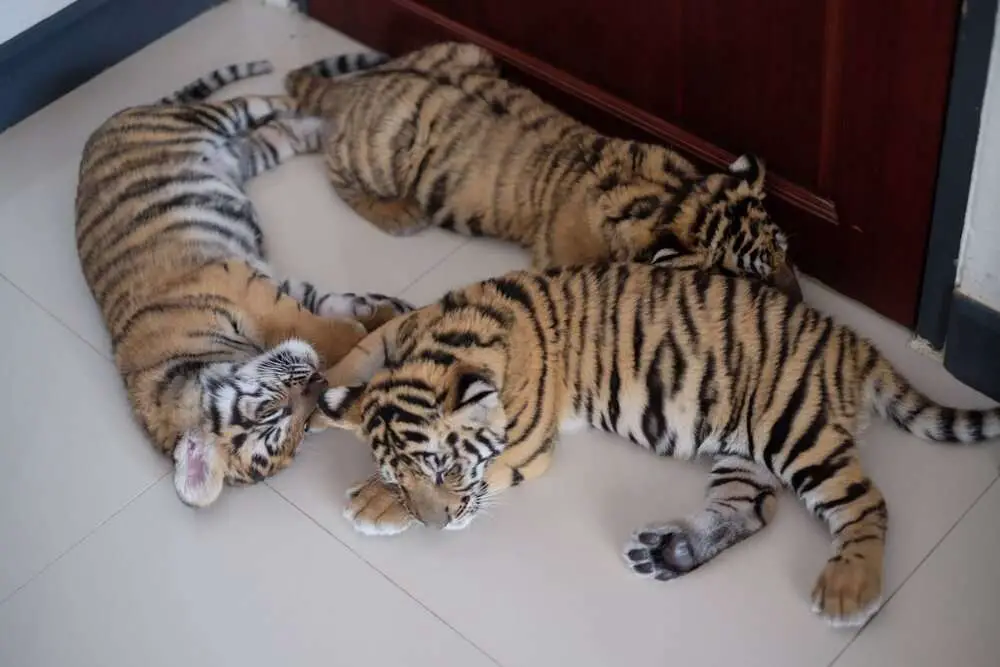 Read more about the article SLEEPING BEAUTIES: Rescued Tiger Cubs Found Underweight Now Have Round Bellies
