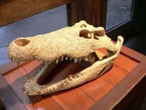 Read more about the article WHAT THE CROC: Nine Crocodile Heads Found In Egyptian Tombs Of Two Ancient High-Ranking Officers