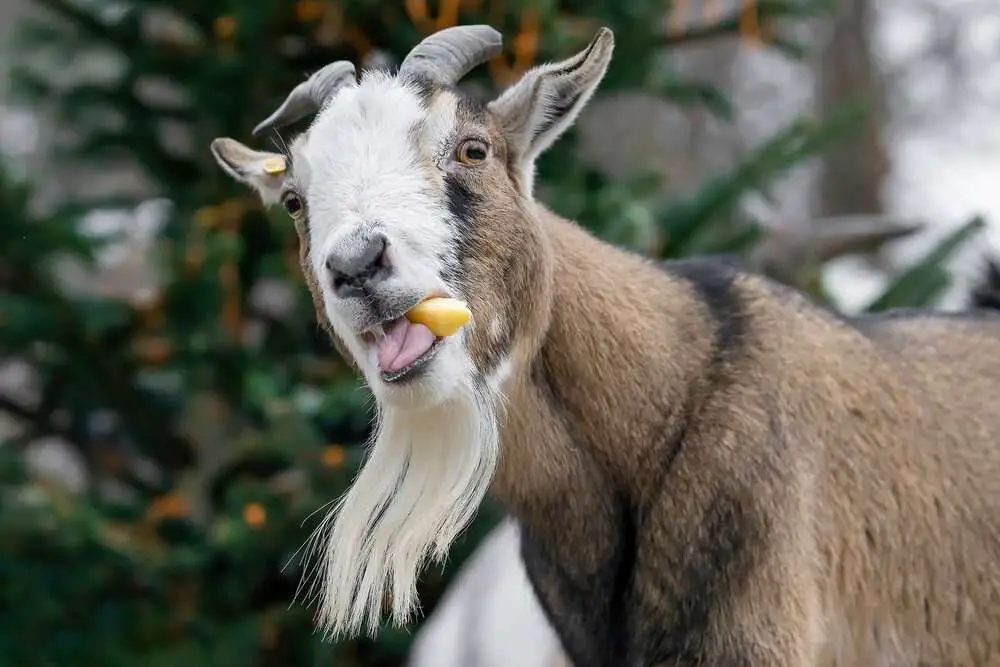 Read more about the article BUTT OUT: Greedy Goats Hog All The Holiday Treats