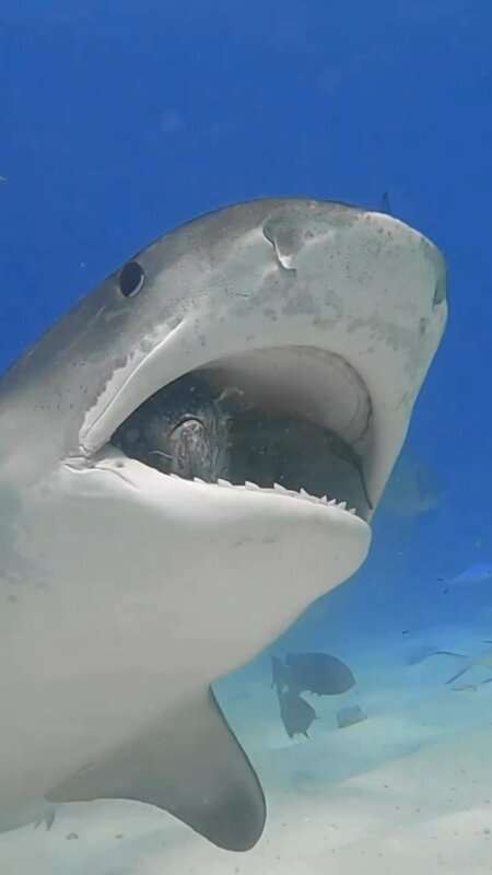 Read more about the article SEA THAT: Massive Tiger Shark Casually Munches On Huge Fish As It Approaches Divers