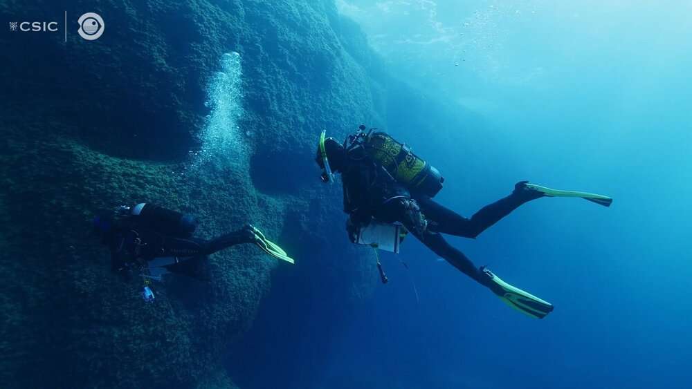 Read more about the article LIFE CONQUERS ALL: Amazing Footage Shows How Coral Survived Despite Being Centimetres From Palma Volcano Lava
