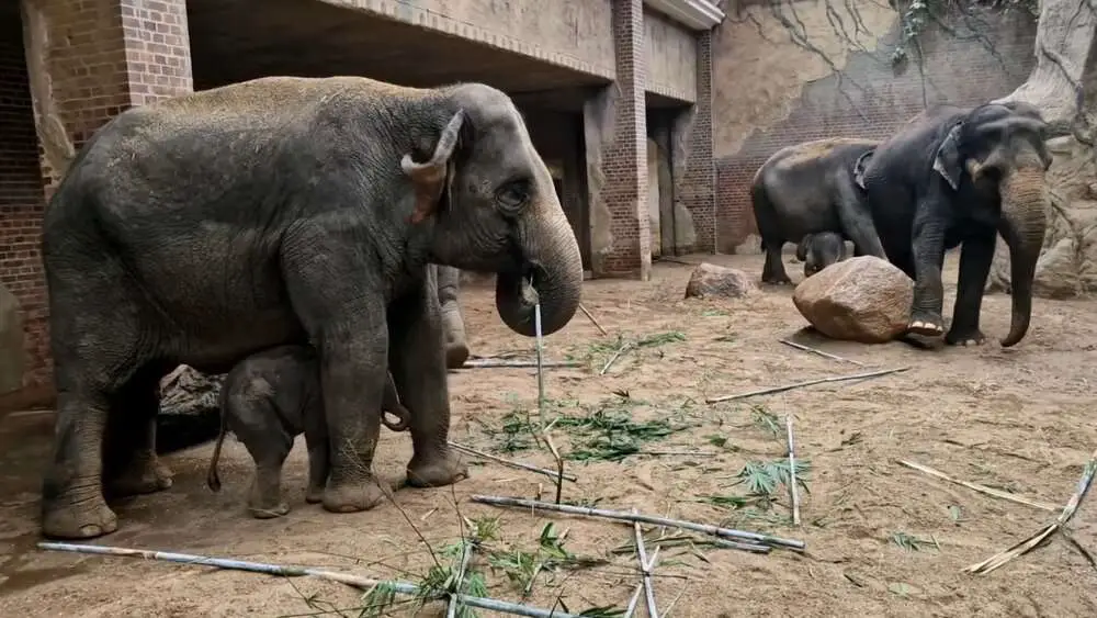 Read more about the article NELLYPHANT DOUBLE: German Zoo Celebrates Xmas By Welcoming 2nd Endangered Asian Elephant Calf