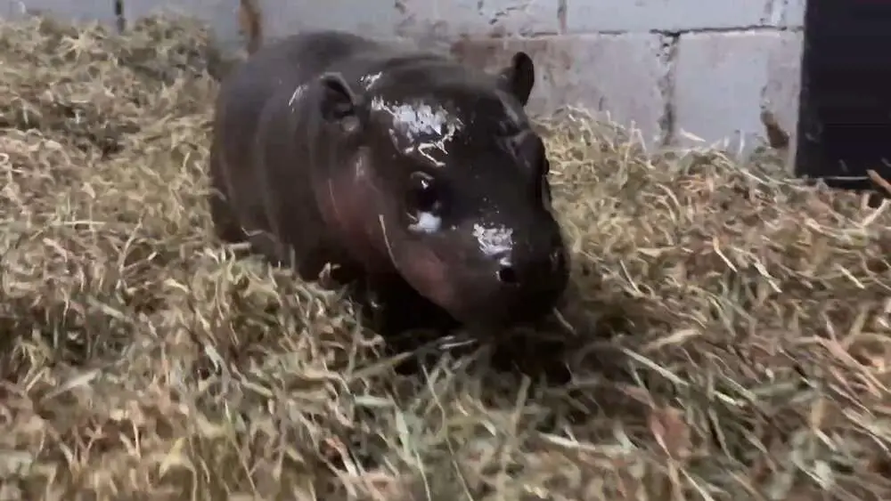 Read more about the article HIP, HIP, HOORAY: Baby Pygmy Hippo Born In US Zoo A Cause For Celebration