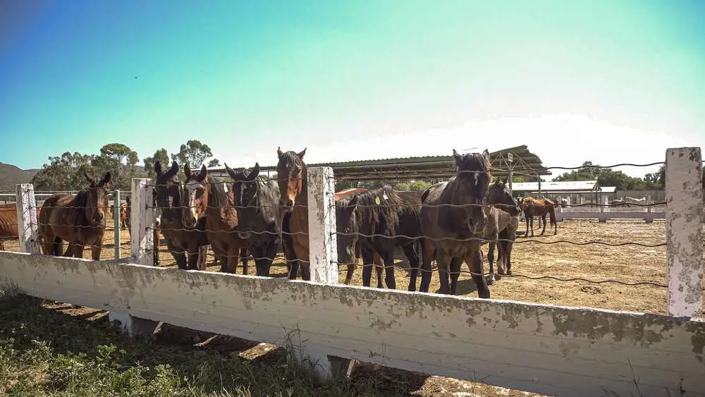 Read more about the article TEXAS HORSEMEAT MASSACRE: Horses From The US Butchered In Mexico After 17-Hour Journey From Texas