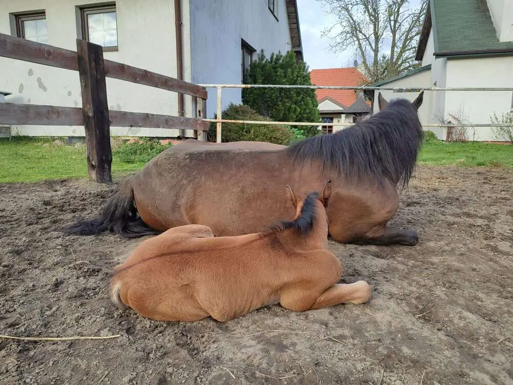 Read more about the article NEIGH FOALING: Heartwarming Moment Mare Gives Birth