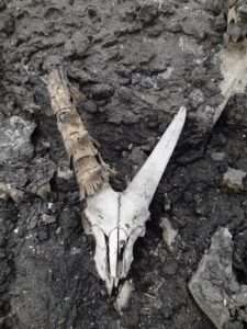 Read more about the article DEVIL SKULLS: Mystery Animals Frozen Under Glacier Were Bodies Of 7000-Year-Old Wild Goats