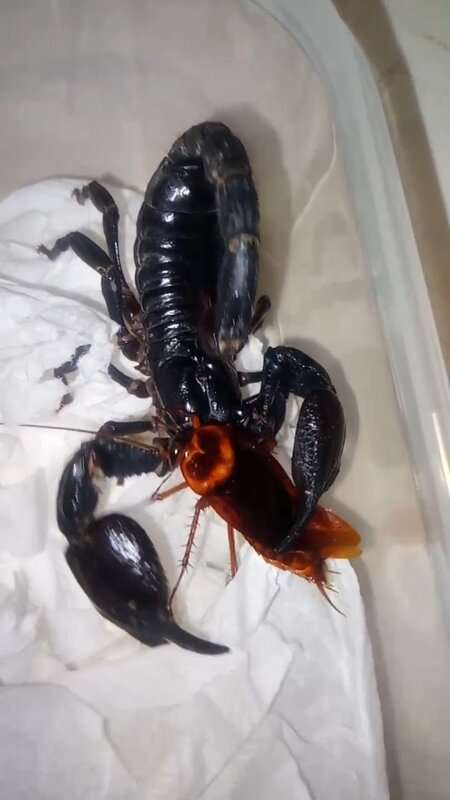 Read more about the article BEETLE JUICE: Creepy Vids Show Scorpion Feasting On Cockroach