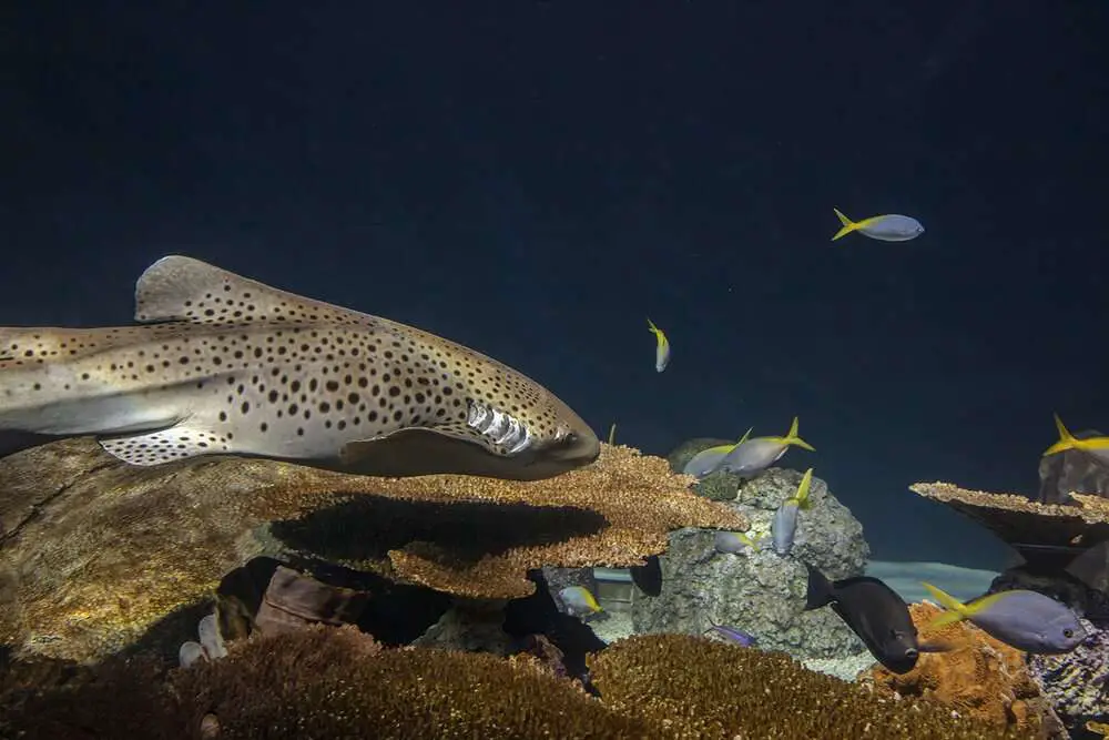 Read more about the article VIRGIN MARY PASS: Zebra Shark At Chicago’s Shedd Aquarium Had Pups Through Virgin Birth