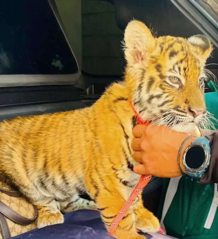 Read more about the article STRIPE ME: Traffic Cops Find Live Tiger In Couple’s Car Boot
