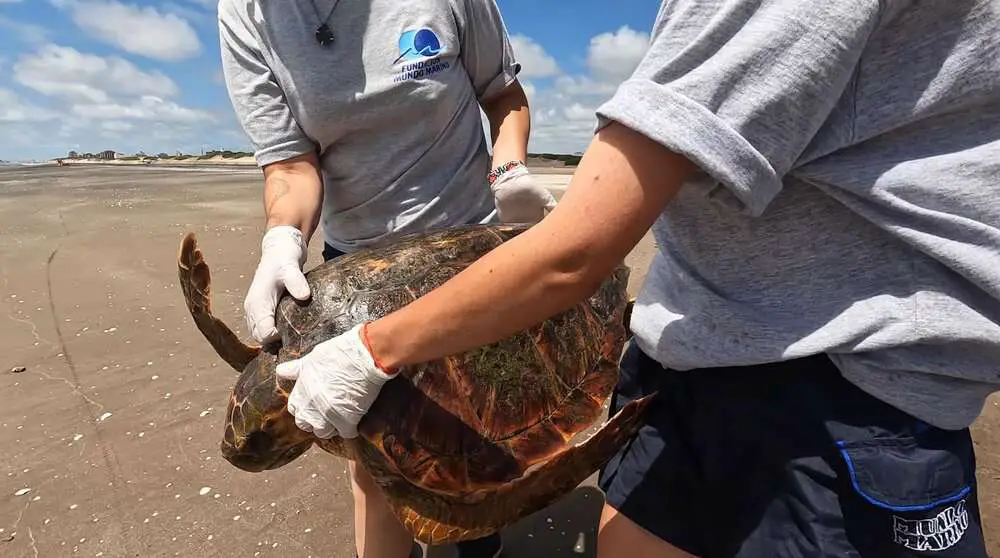 Read more about the article TURTLE FREEDOM: Endangered Loggerheads Released Back Into Sea