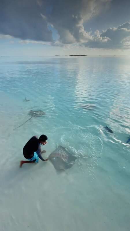 Read more about the article RAY TO GO: Man Feeds Stingrays In Shallow Sea Waters Of The Maldives
