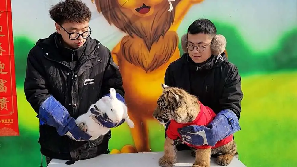 Read more about the article JUST HOPLESS: Tiger Cub Tries To Eat Rabbit in Chinese New Year Stunt