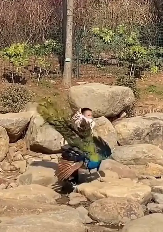 Read more about the article ZOO SECURITY PEACOCK-UP: Outrage As Boy Tries To Strangle Peacock