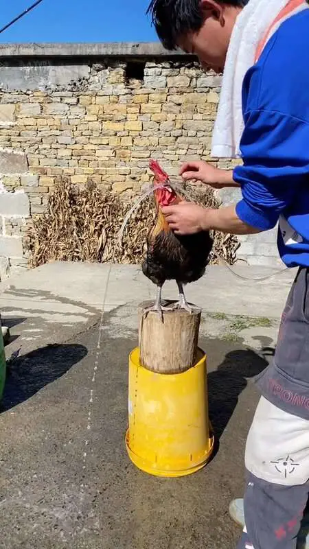 Read more about the article WATER COCK: Man Uses Roosters To Help Him Wash His Hair Outside