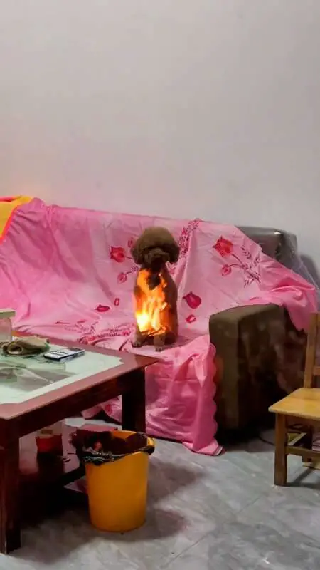 Read more about the article FLAMING HECK: Camera Turns Poodle Into Real-Life Hot Dog