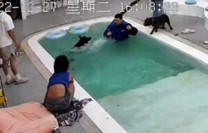 Read more about the article HELP! I CAN’T EVEN DO THE DOGGY PADDLE: Dog Has To Be Rescued From Swimming Pool