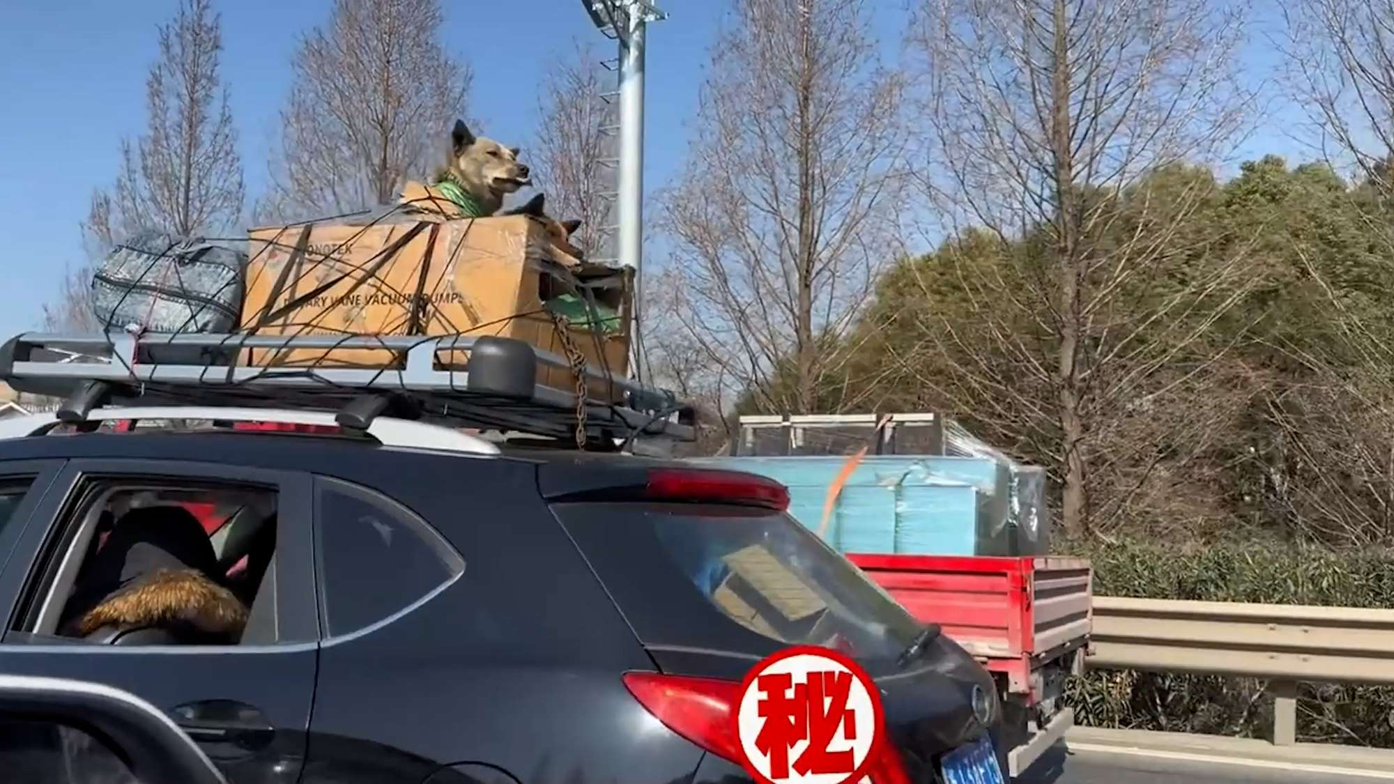 Read more about the article WOOF RACK: Dog Transporter That’s Just Barking