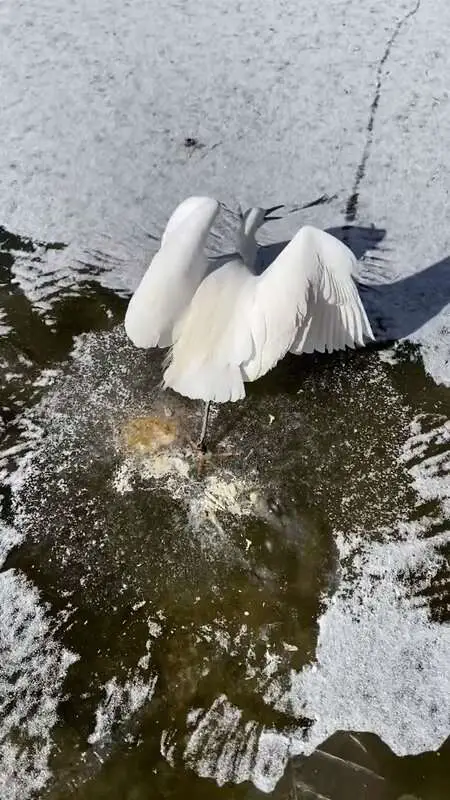 Read more about the article COLD COMFORT: Man Rescues Egret Whose Leg Was Stuck In Ice