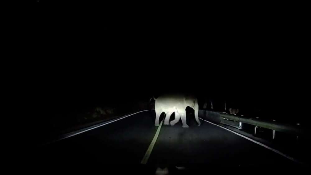 Read more about the article IS THIS A TRUNK ROAD? Mum Elephant Helps Calf Cross The Highway