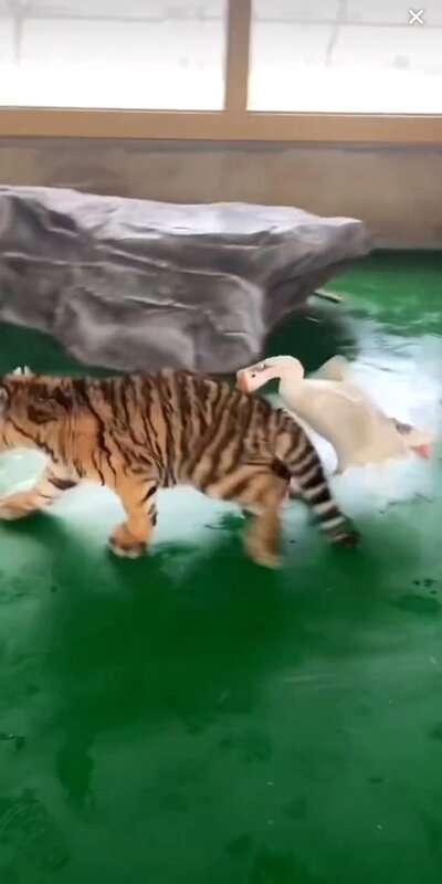 Read more about the article SCAREDY CAT: Terrified Tiger Is Chased Off By Angry Goose