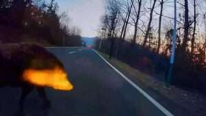 Read more about the article ROAD HOG: Motorcyclist Mowed Down By Wild Boar