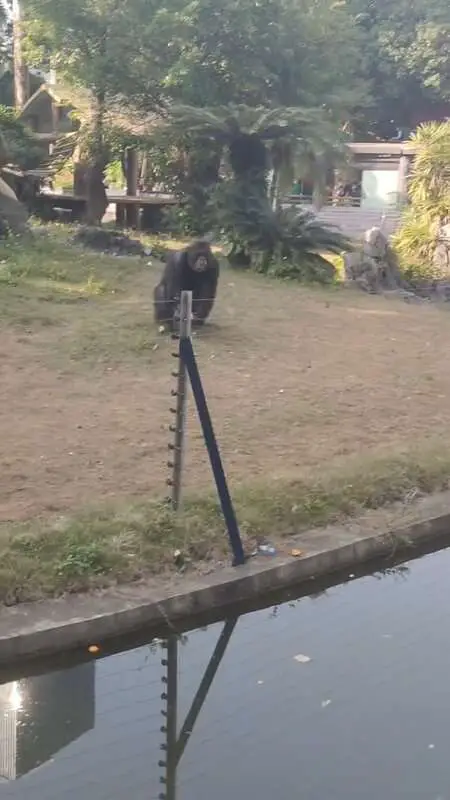 Read more about the article PHOTO BOMB: Chimp Throws Bottle That Hits Girl Filming In The Head