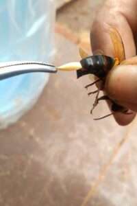 Read more about the article THIS TUMMY BUG IS KILLING ME: Gruesome Moment Murder Hornet Parasite Is Pulled Out
