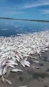 Read more about the article SOME-FIN FISHY: Thousands Of Dead Fish Wash Up In Lagoon