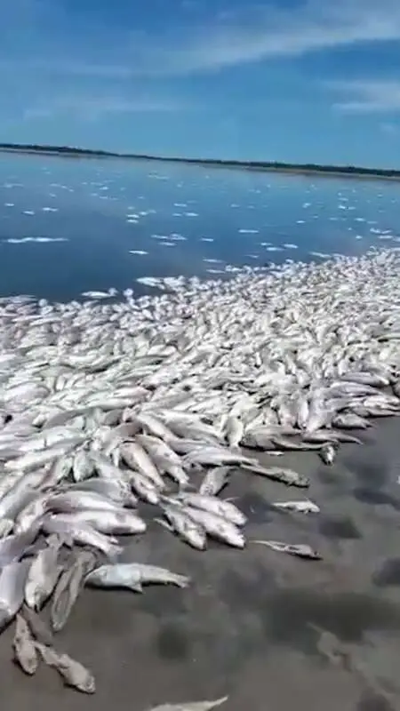 Read more about the article SOME-FIN FISHY: Thousands Of Dead Fish Wash Up In Lagoon