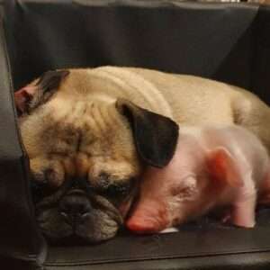 Read more about the article I’M YOUR PIG BROTHER: Pug Adopts Orphaned Piglet Found In Trash