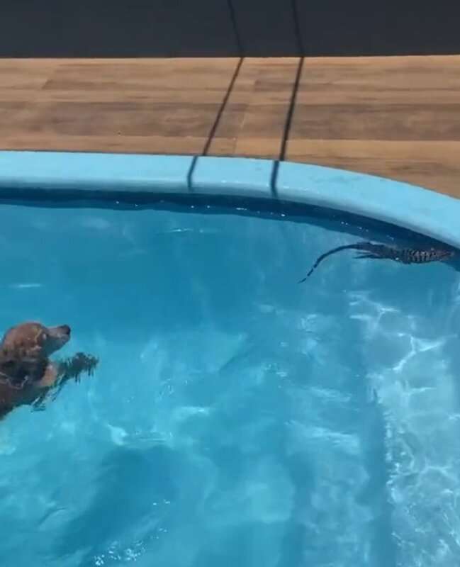 Read more about the article DOG SEND: Hero Pooch Rescues Lizard From Pool