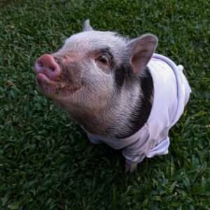 Read more about the article YOU DIRTY T-ROTTER: Man Killed And BBQ-ed Adopted Pet Mini-Pig