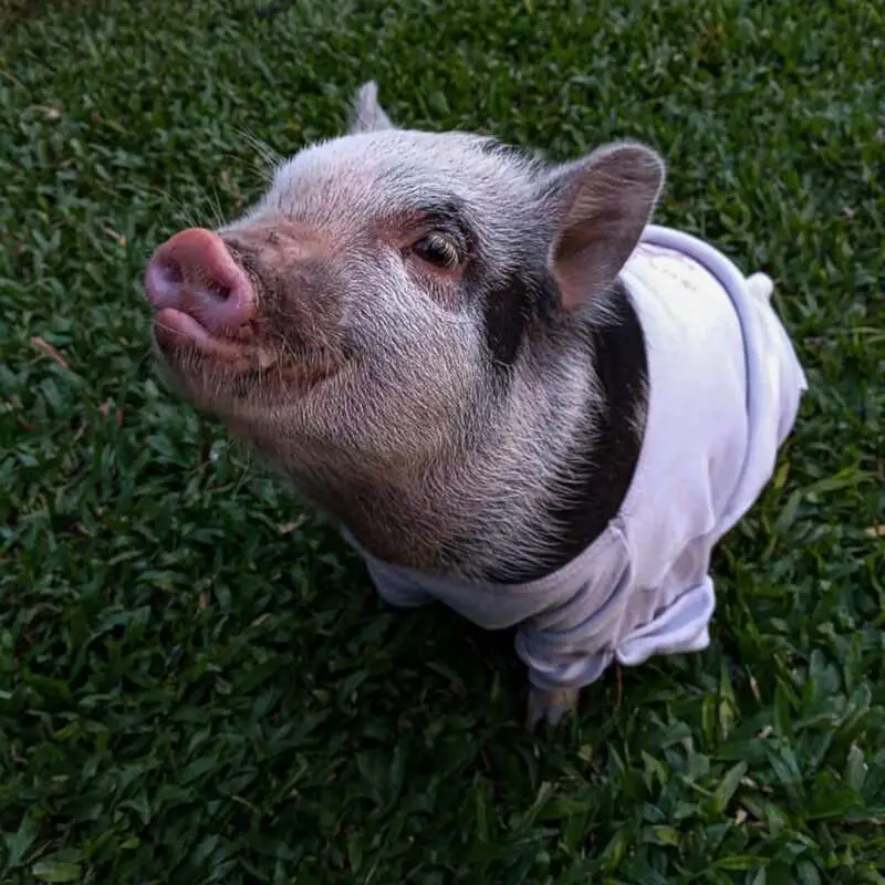 Read more about the article YOU DIRTY T-ROTTER: Man Killed And BBQ-ed Adopted Pet Mini-Pig